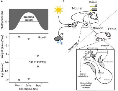 Maternal Photoperiodic Programming: Melatonin and Seasonal Synchronization Before Birth